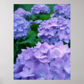 Hydrangeas {Lila} | Poster