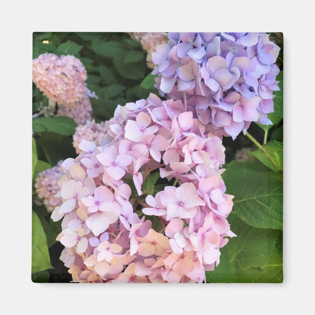 Hydrangeas Magnet (Vorne)