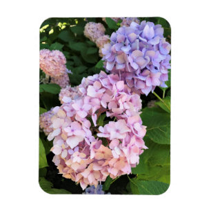 Hydrangeas Magnet