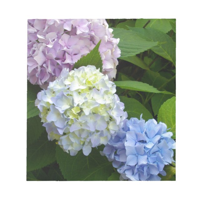 Hydrangeas Notizblock (Vorderseite)