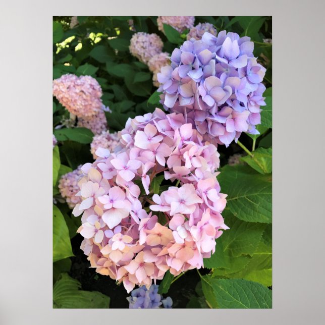 Hydrangeas Poster (Vorne)