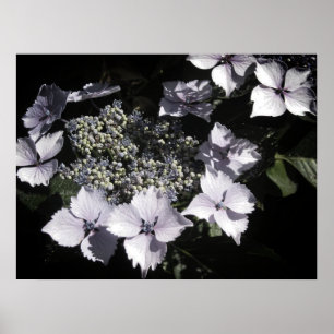 Hydrangeas Poster