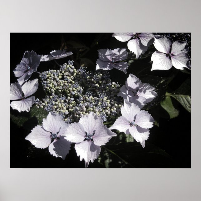 Hydrangeas Poster (Vorne)