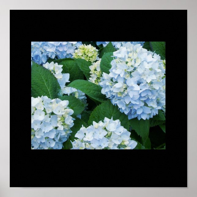 Hydrangeas Poster (Vorne)