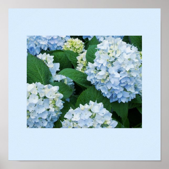 Hydrangeas Poster (Vorne)