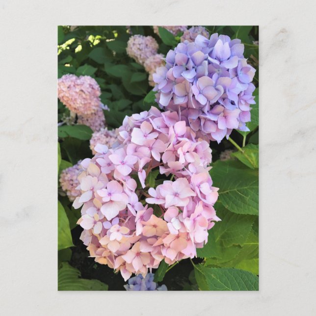 Hydrangeas Postkarte (Vorderseite)