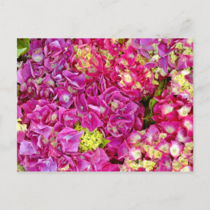 Hydrangeas Postkarte