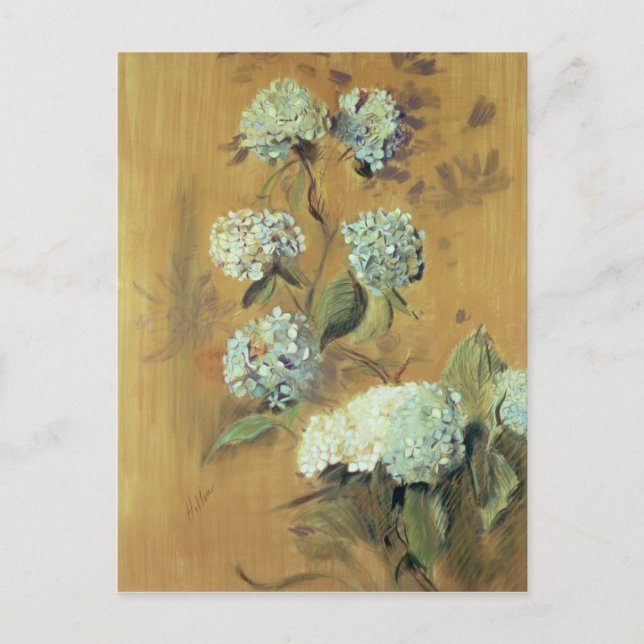 Hydrangeas Postkarte (Vorderseite)
