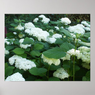 Hydrangeas-Schneeball Bush und Blätter Poster