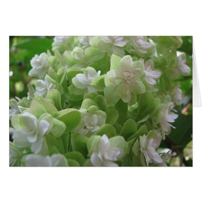Hydrangeeiche (Vorderseite (Horizontal))