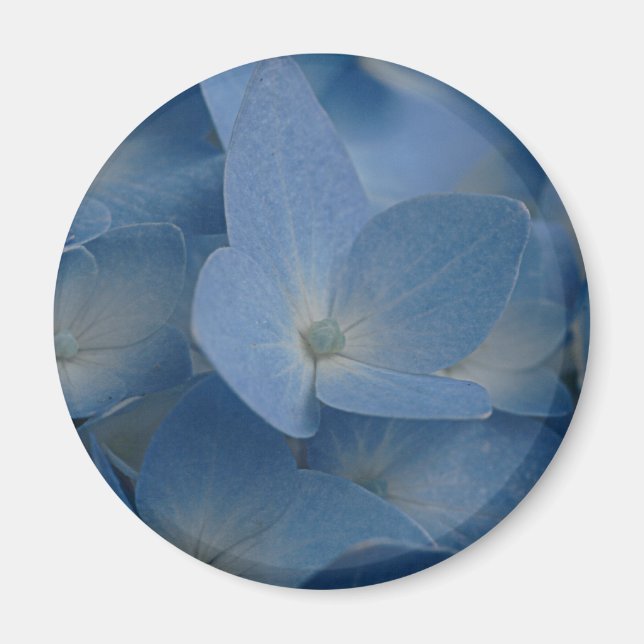 Hydrangemagnet Magnet (Vorne)