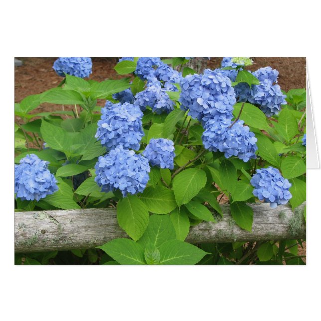 Hydrangia (Vorderseite (Horizontal))