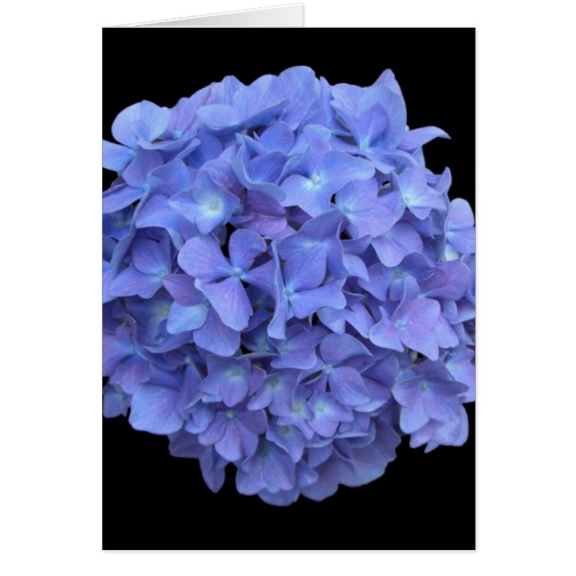 Hydrengea (Vorne)