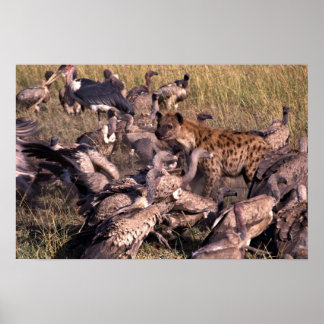 Hyena inmitten von Geiern Poster