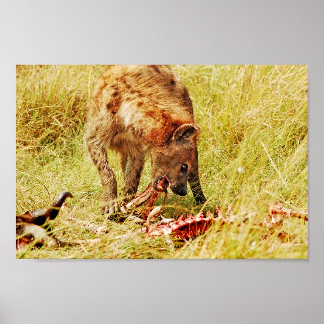 Hyena Kenya Masai Mara Poster (Vorne)