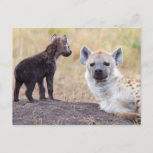 Hyena mit einer jungen postkarte