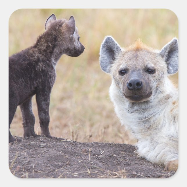 Hyena mit einer jungen quadratischer aufkleber (Vorderseite)
