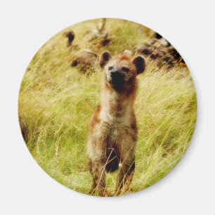 Hyena mit wildebester (gnu) Magnet