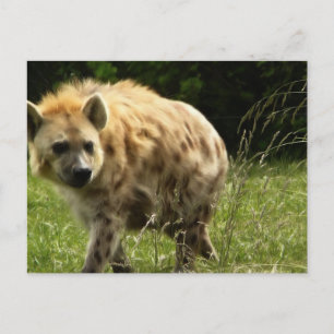 Hyena Postcard Postkarte