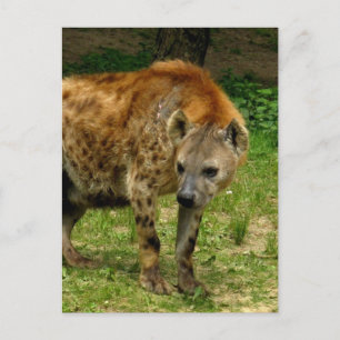 Hyena Prowl Postcard Postkarte