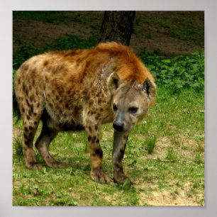 Hyena Prowl Poster Print