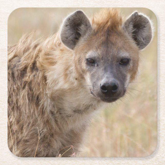 Hyena Rechteckiger Pappuntersetzer (Vorderseite)