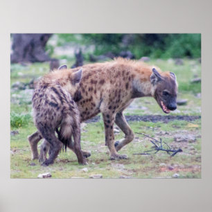 Hyena Wildlife of Africa Poster