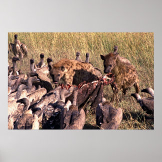 Hyenas Beute mit Geiern Poster