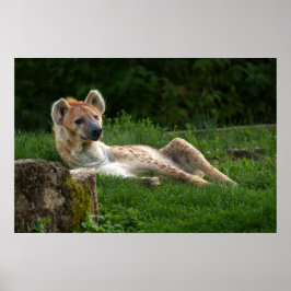 Hyenas Bliss erobert das Lächeln der Natur Poster