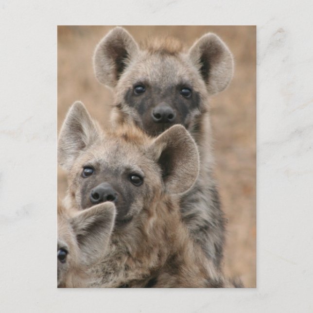 Hyenas Postcard Postkarte (Vorderseite)