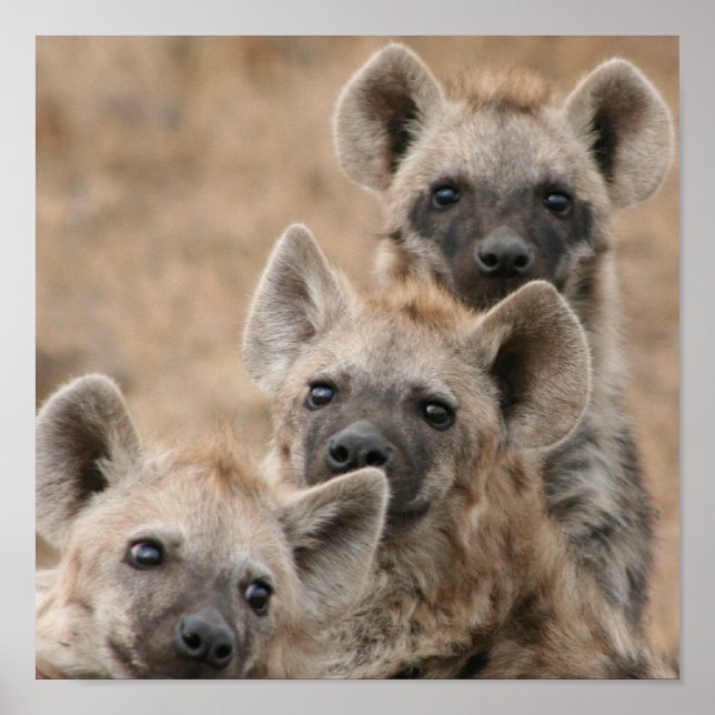 Hyenas Poster Print (Vorne)