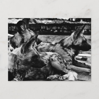 Hyenas Postkarte