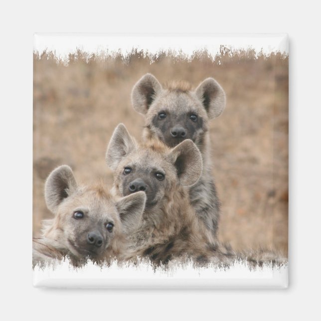 Hyenas Square Magnet (Vorne)