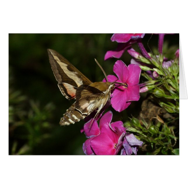 Hyles gallii (Vorderseite (Horizontal))