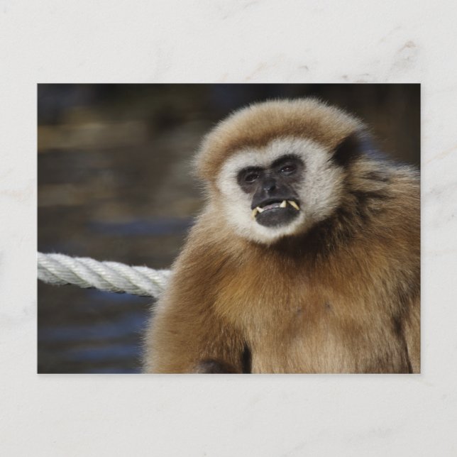 Hylobate ln postkarte (Vorderseite)