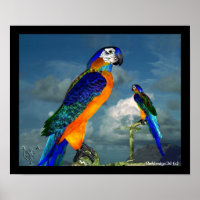 HYPER PARROS / BLAUE ARA