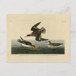 Hyperborean phalarope - Audubons Vögel von Amerika Postkarte