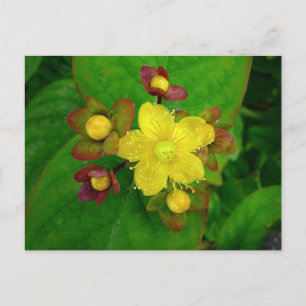 Hypericum Androsaemon 01 Postkarte