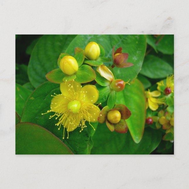 Hypericum Androsaemon 02 Postkarte (Vorderseite)