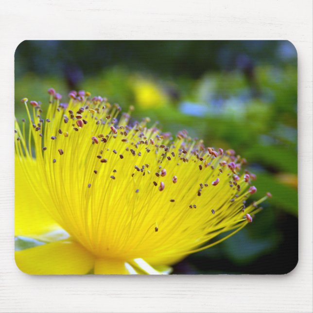 Hypericum Calcyinum Mouse Mat Mousepad (Vorne)