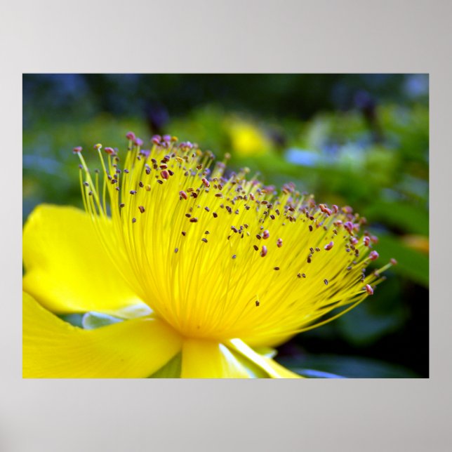 Hypericum Calcyinum Poster (Vorne)