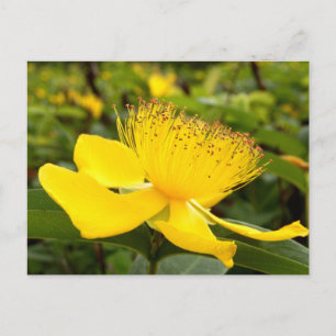 Hypericum Calcyinum Postkarte