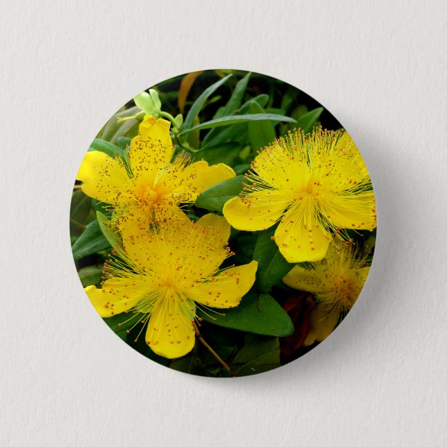 Hypericum calycinum Abzeichen Button (Vorderseite)