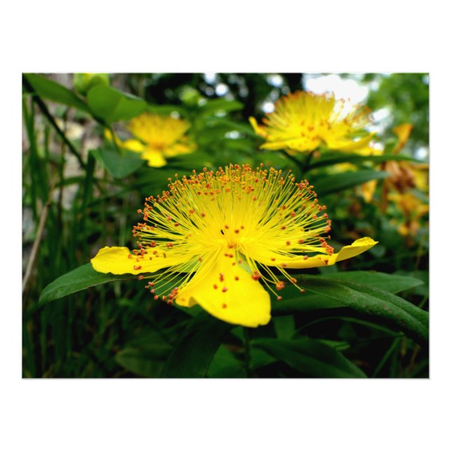 Hypericum calycinum fotodruck (Vorne)