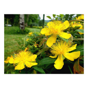 Hypericum calycinum fotodruck