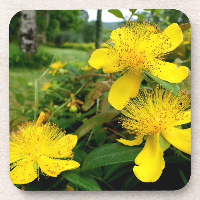 Hypericum calycinum getränkeuntersetzer (Vorderseite)