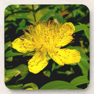 Hypericum calycinum getränkeuntersetzer
