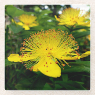 Hypericum calycinum glasuntersetzer
