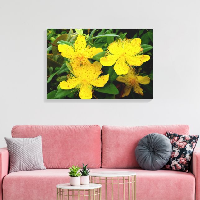 Hypericum calycinum leinwanddruck (Insitu (Wohnzimmer))
