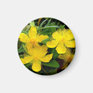 Hypericum calycinum magnet